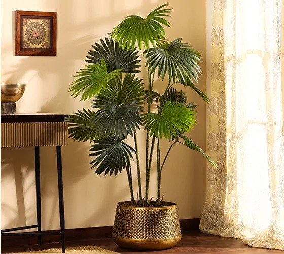 Fan Palm Plant